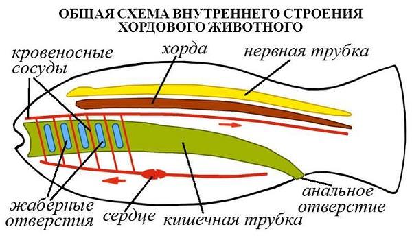 Реферат: Тип Хордові Загальна характеристика середовища існування Різноманітність хордових