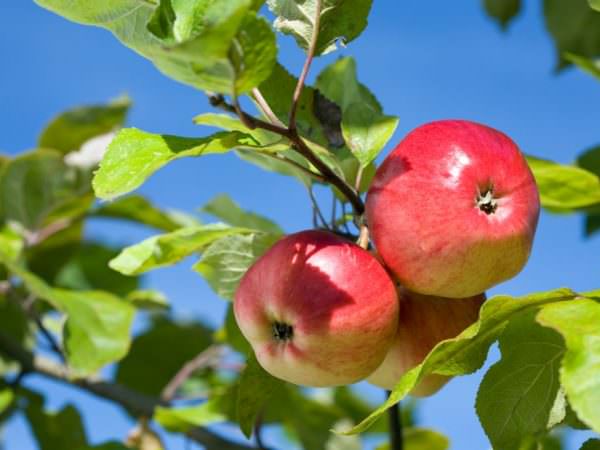 Яблука зі свіжим смаком - дивовижний фрукт