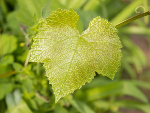 Чому жовтіє листя винограду: причини і способи вирішення проблеми