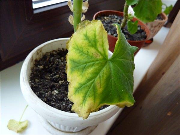 Ефективні поради для боротьби з жовким листям герані