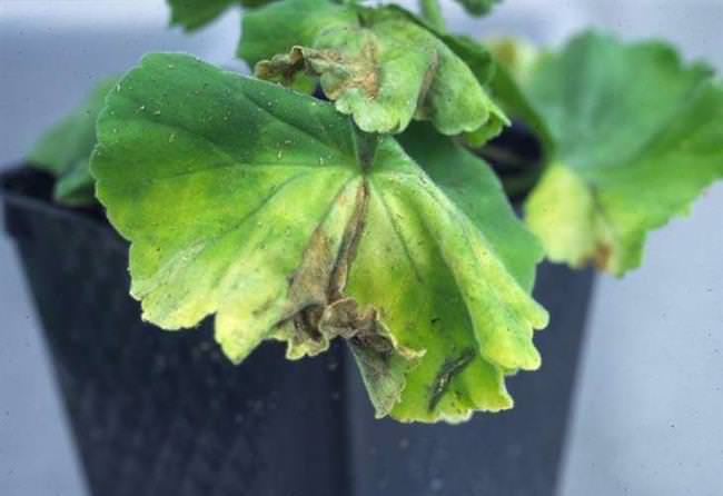 Проблема жовкого листя у герані: причини та ефективні поради