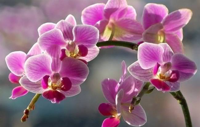 Фактори, що впливають на тривалість цвітіння орхідеї