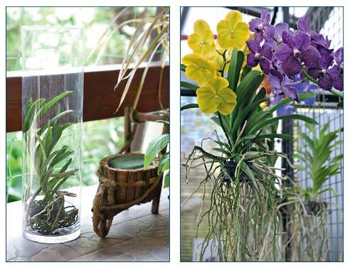 Орхідеї: краса природи в кімнаті