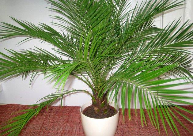 Фінікова пальма: опис, вирощування та догляд в Україні | Найкращі рослини для дому